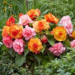 100 wax begonia for sale  Delivered anywhere in USA 