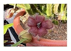 Pcs stapelia leendertziae d'occasion  Livré partout en France