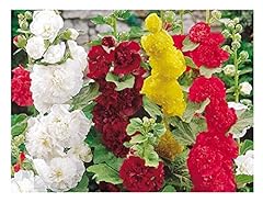 Premier seeds direct for sale  Delivered anywhere in UK