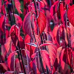 Cornus alba kesselringii for sale  Delivered anywhere in UK