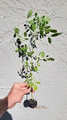 Moringa trees live for sale  Delivered anywhere in USA 