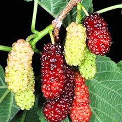 Red mulberry plants for sale  Delivered anywhere in USA 