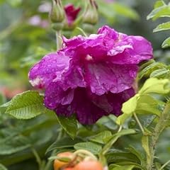 Apfelrose rosa rugosa gebraucht kaufen  Wird an jeden Ort in Deutschland