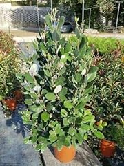 Feijoa sellowiana vaso usato  Spedito ovunque in Italia 