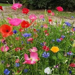 Etna wildflower seed for sale  Delivered anywhere in UK