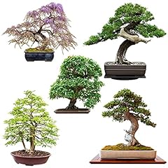 Semi bonsai rari usato  Spedito ovunque in Italia 