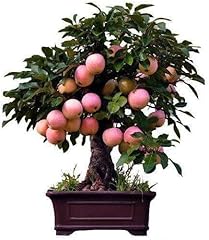 Dwarf bonsai apple for sale  Delivered anywhere in USA 