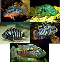 Family live cichlids for sale  Delivered anywhere in USA 
