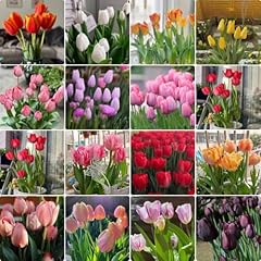 Bulbi fiori misti usato  Spedito ovunque in Italia 