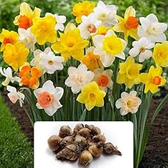 Tall mixed daffodil for sale  Delivered anywhere in UK