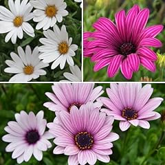 Garden osteospermum hardy for sale  Delivered anywhere in UK