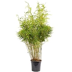 Fargesia rufa hardy for sale  Delivered anywhere in UK
