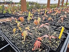 Pack japanese maple for sale  Delivered anywhere in USA 