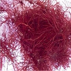 Live red bush for sale  Delivered anywhere in USA 