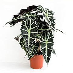 Alocasia polly pfeilblatt gebraucht kaufen  Wird an jeden Ort in Deutschland