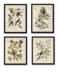 Vintage bird botanical for sale  Delivered anywhere in USA 