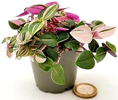 Powers flowers tradescantia usato  Spedito ovunque in Italia 
