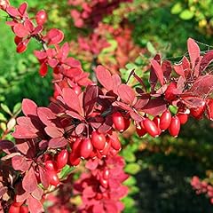 Japanese barberry seeds for sale  Delivered anywhere in USA 