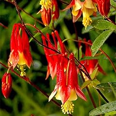 100 eastern columbine for sale  Delivered anywhere in USA 