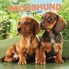 Dachshund puppies 2025 for sale  Delivered anywhere in USA 