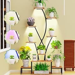 Beekim indoor plant for sale  Delivered anywhere in USA 