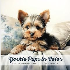 Yorkie pups color for sale  Delivered anywhere in USA 