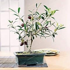 Bloom Green Co. Rare Olive Bonsai (Olea europaea) Bonsai fresco esotico albero bonsai mini Ulivo Olive Bonsai Garden Forniture 10PCS usato  Spedito ovunque in Italia 