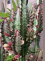 Cutting euphorbia trigona for sale  Delivered anywhere in USA 