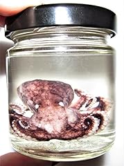 Bicbugs real octopus for sale  Delivered anywhere in USA 