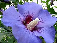 Spectacular flowering purple for sale  Delivered anywhere in USA 