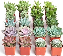 Shop succulents assorted for sale  Delivered anywhere in USA 