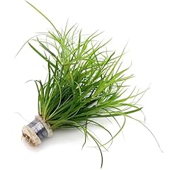 K2aqua juncus repens for sale  Delivered anywhere in UK