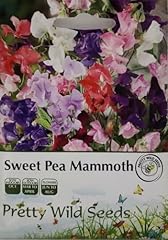 Sweet pea mammoth for sale  Delivered anywhere in UK