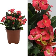 Euphorbia milii cardinal for sale  Delivered anywhere in UK