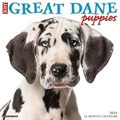 Great dane puppies for sale  Delivered anywhere in UK