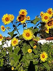 Girasole gigante usato  Spedito ovunque in Italia 