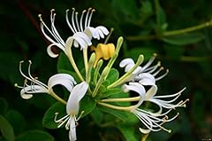 Japanese honeysuckle lonicera for sale  Delivered anywhere in USA 
