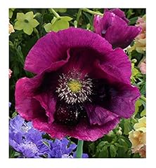 250 papaver poppy for sale  Delivered anywhere in UK