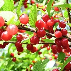 Red cherry tree for sale  Delivered anywhere in USA 