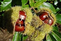 Castagno comune castanea usato  Spedito ovunque in Italia 