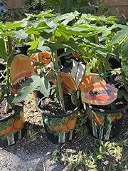 Live red lady for sale  Delivered anywhere in USA 