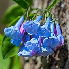 Vaacnee virginia bluebells for sale  Delivered anywhere in USA 