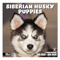 Red ember siberian for sale  Delivered anywhere in USA 