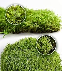 Live moss duo for sale  Delivered anywhere in USA 