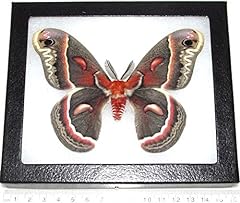 Bicbugs hyalophora cecropia for sale  Delivered anywhere in USA 