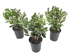 Pineapple guava plant for sale  Delivered anywhere in USA 