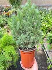 Blue pine trees for sale  Delivered anywhere in USA 