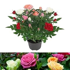 Carbeth plants real for sale  Delivered anywhere in UK