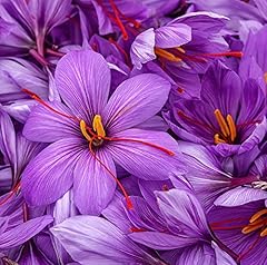 Crocus saffron sativus for sale  Delivered anywhere in UK