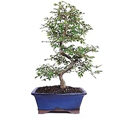 Brussel bonsai ct9006ce for sale  Delivered anywhere in USA 